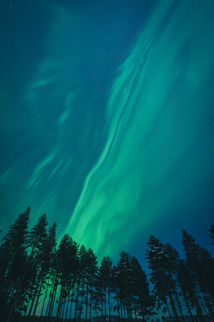 Stunning aurora borealis display over silhouetted trees in Oulu, Finland.